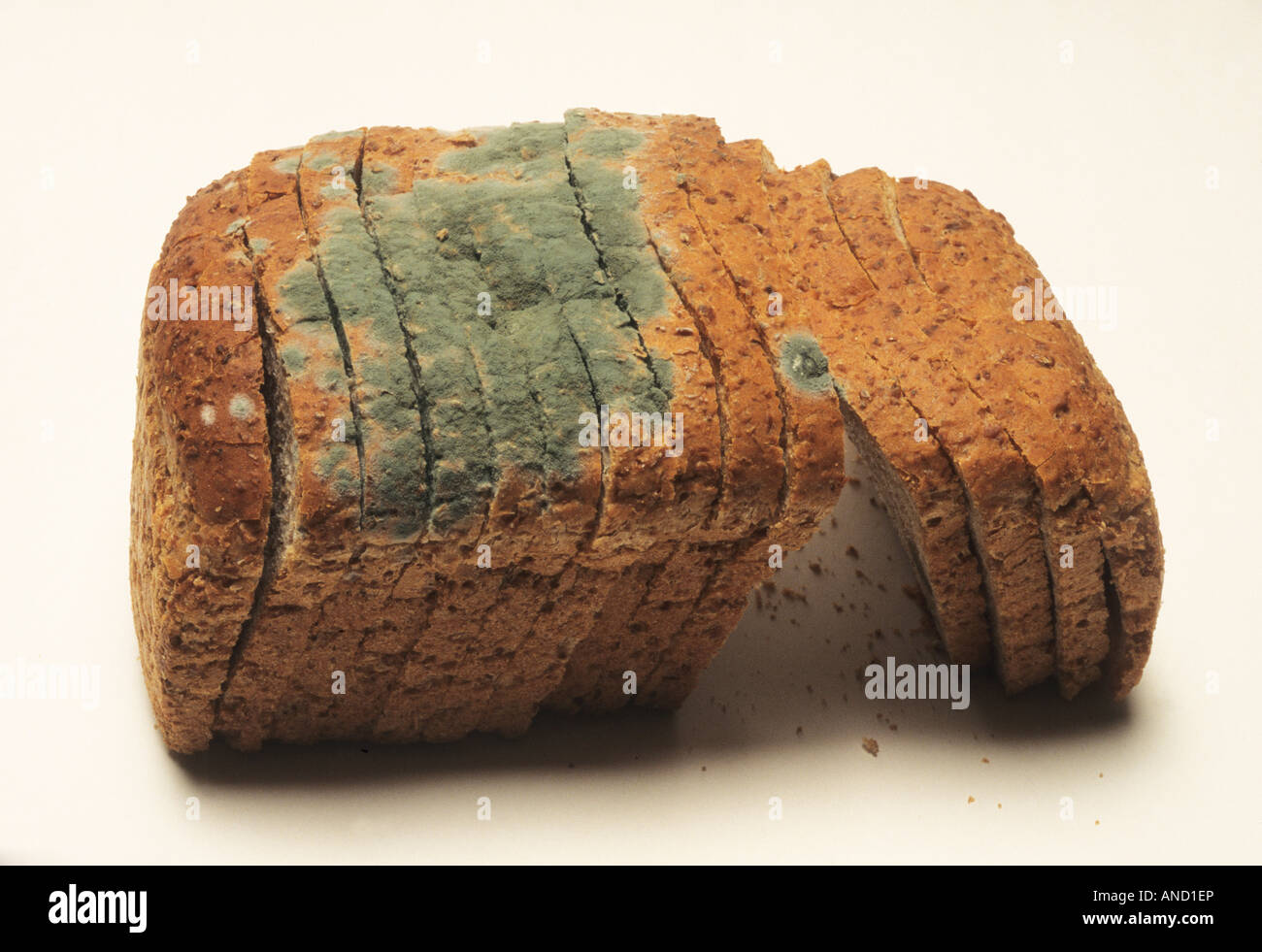 Mold grows on brown wheat bread Stock Photo