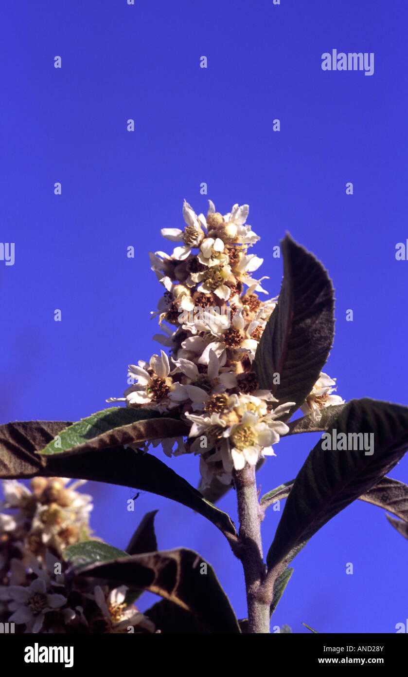 Loquat flower against a blue sky Stock Photo