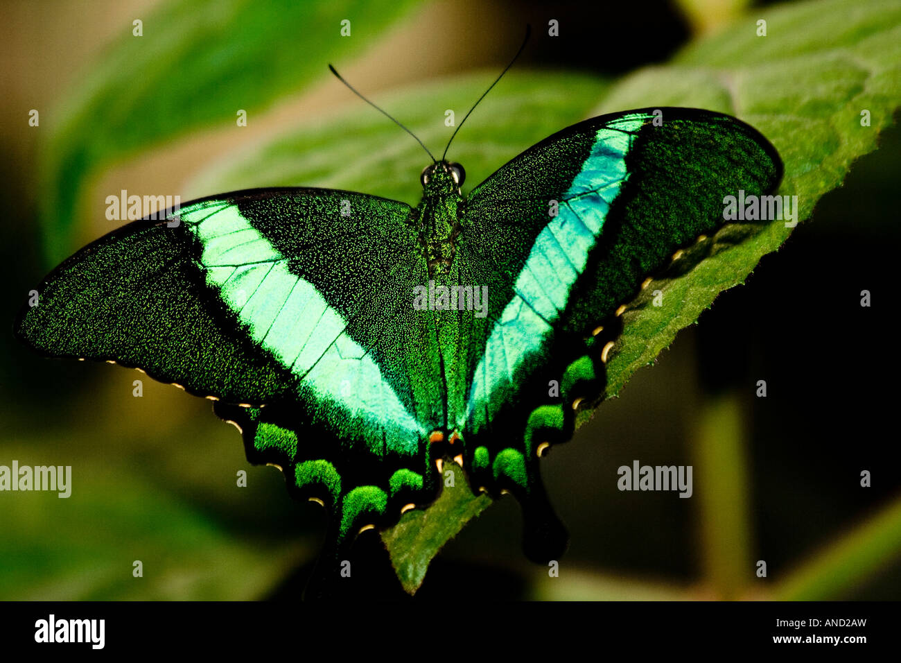 butterfly Stock Photo - Alamy