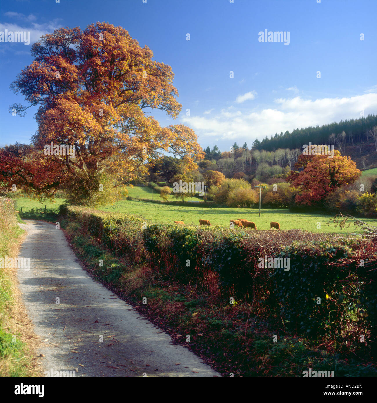 Narrow lane and autumn countryside near Gatcombe, Devon, England Stock Photo