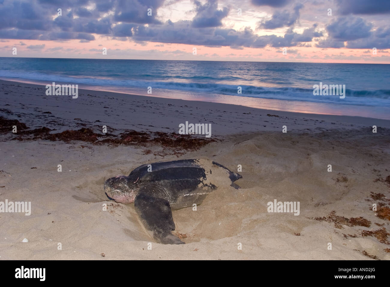 Leatherback sea turtle at dawn Stock Photo