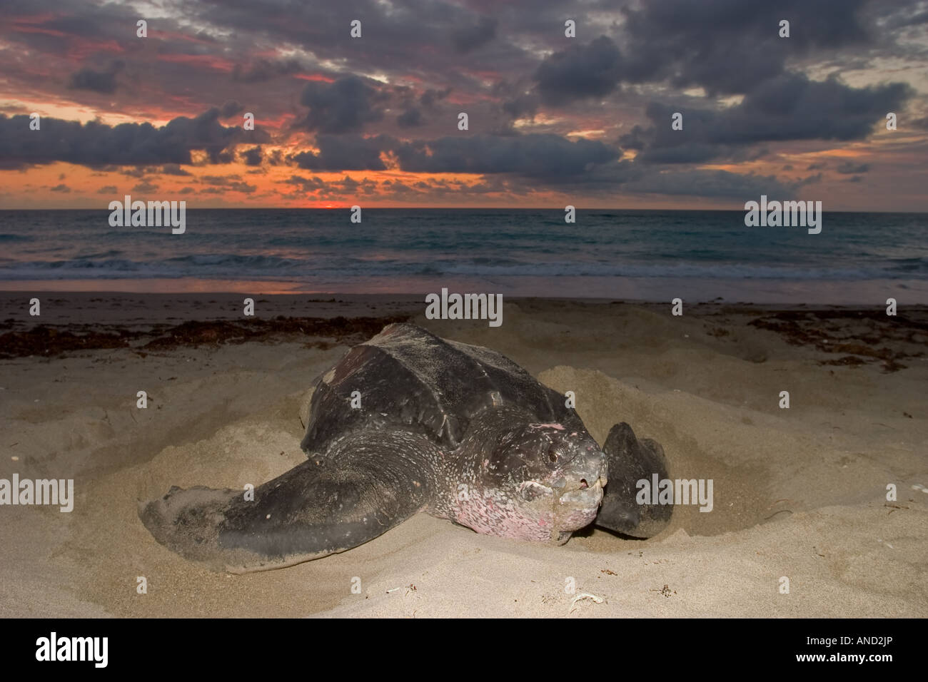An adult leatherback sea turtle finishing up her nest at dawn Stock Photo