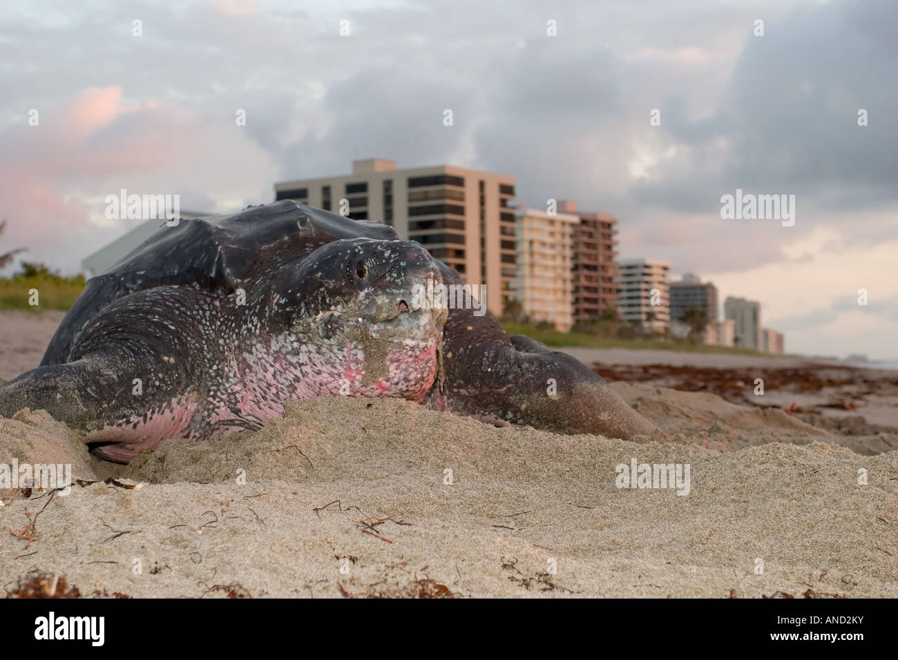 An enormous leatherback sea turtle along the beach in Florida USA Stock Photo