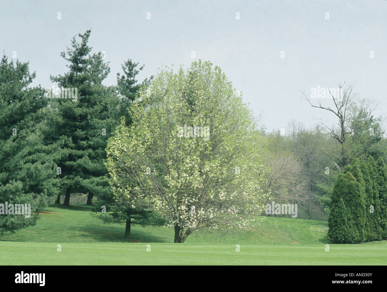 Spring Season seasonal changes of Common Witch Hazel Tree 2 of 4 seasonal scenes Ohio USA Stock Photo
