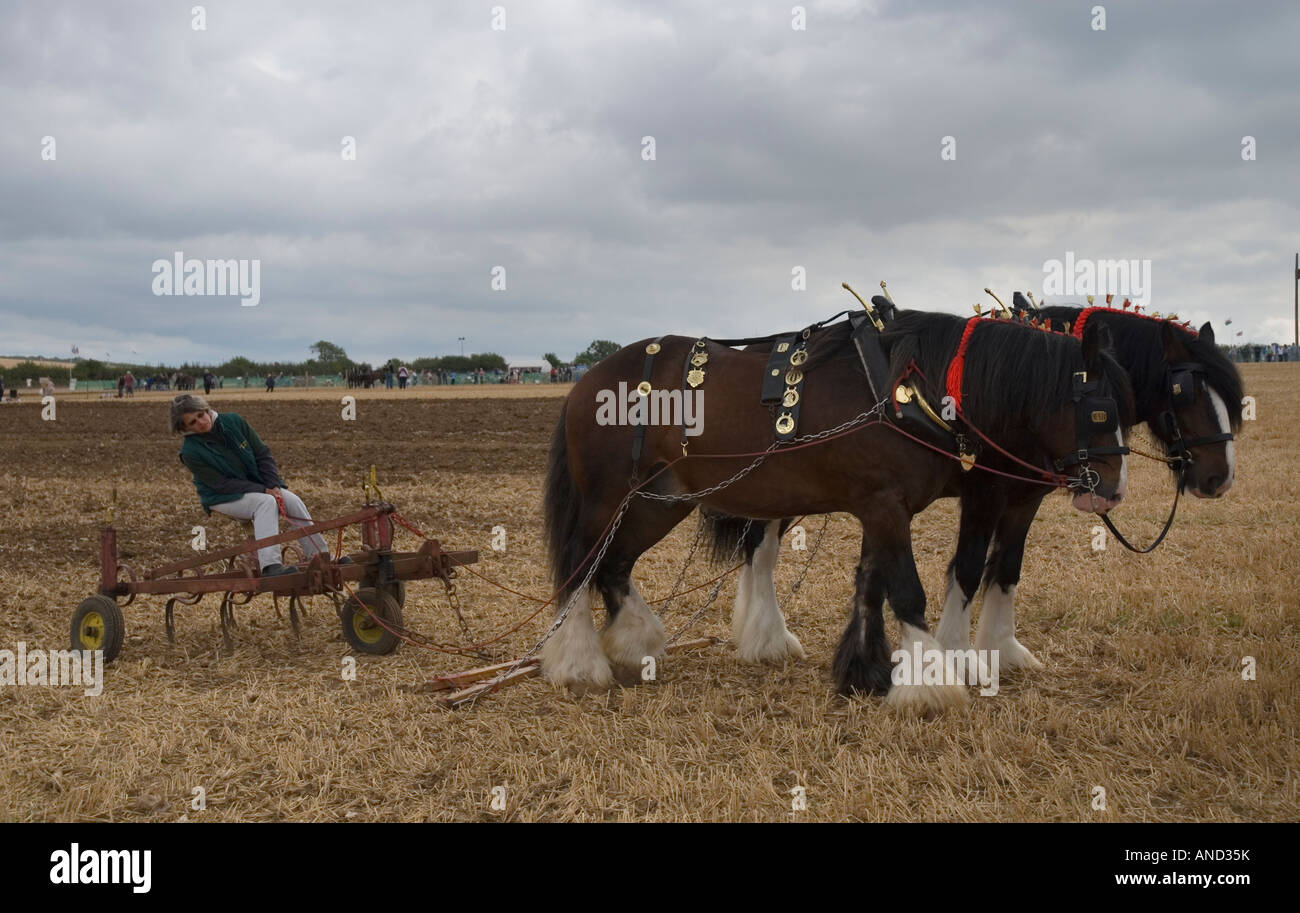 Shire horses ploughing at the 2007 Great Dorset Steam Fair Blandford