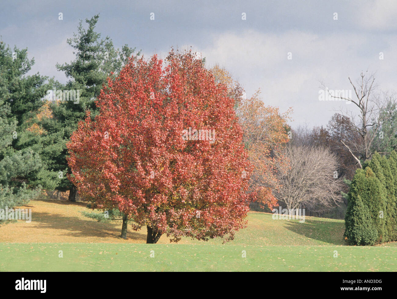 Autumn Season Fall seasonal changes of Common Witch Hazel Tree 4 of 4 seasonal scenes Ohio USA Stock Photo