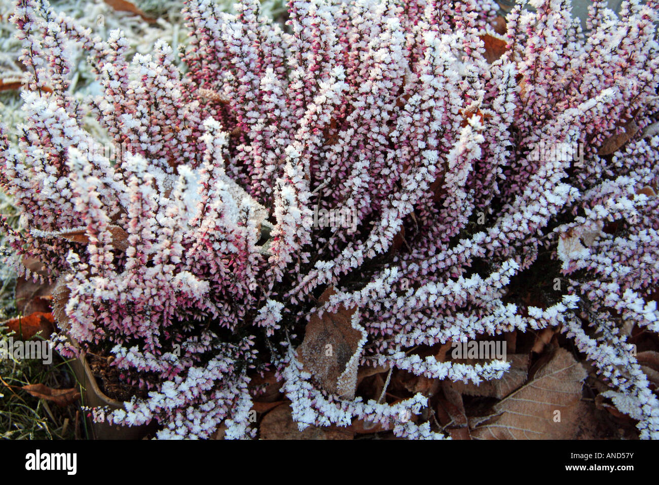 frost covered heather Erica carnea Germany Stock Photo