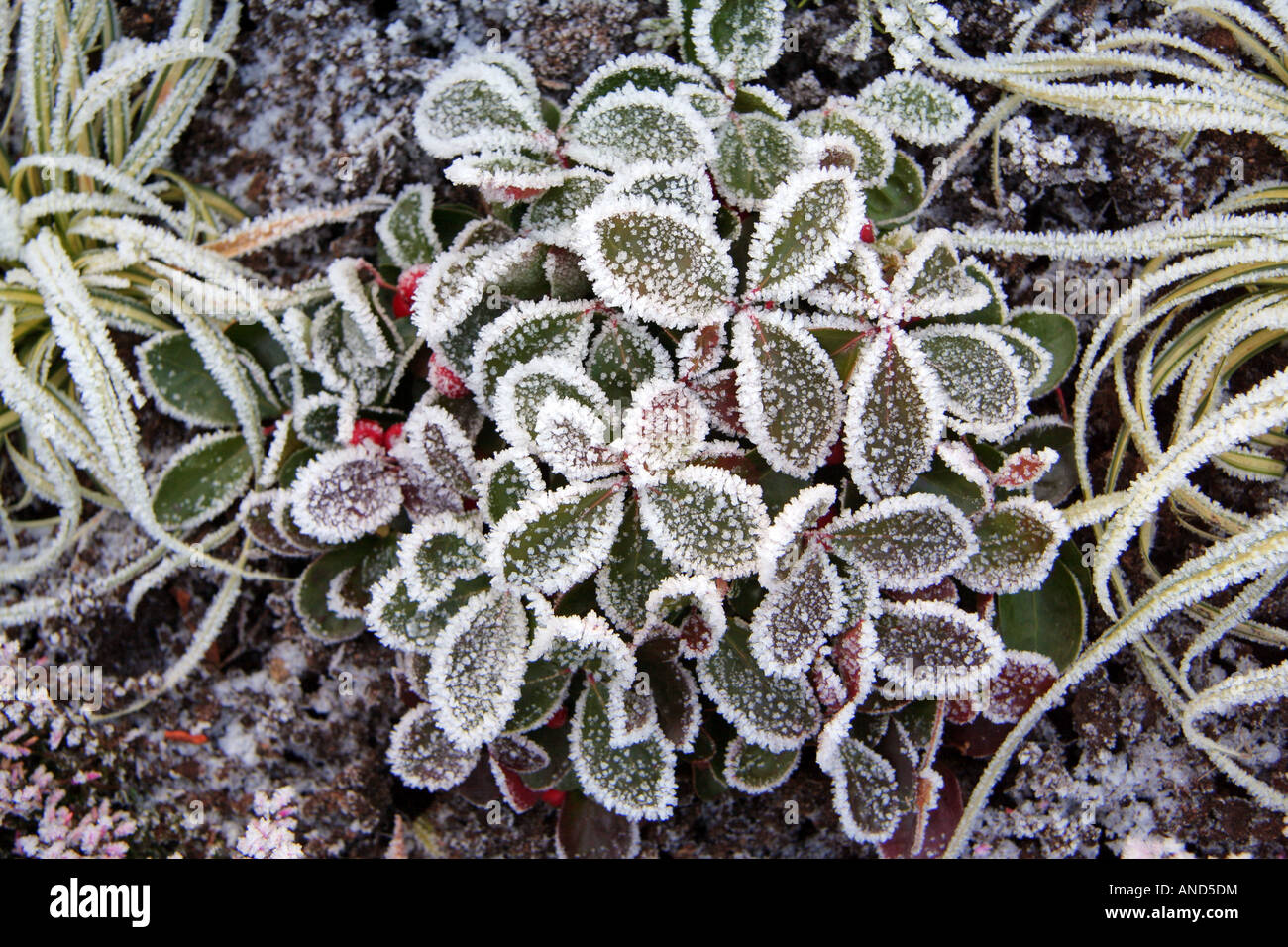 group of frost covered leaves on the ground Stock Photo - Alamy
