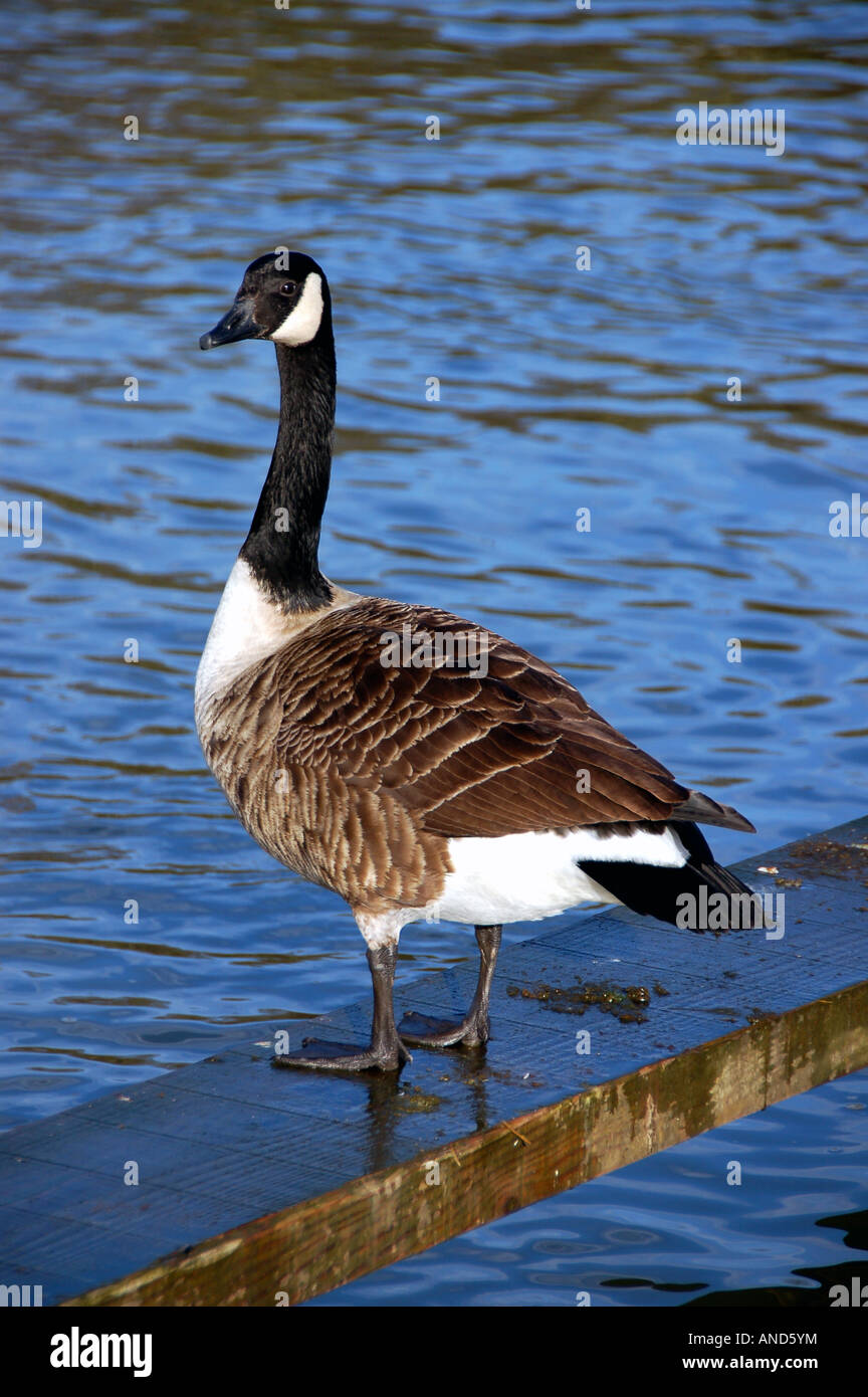 A Canada goose on the River Thames Stock Photo