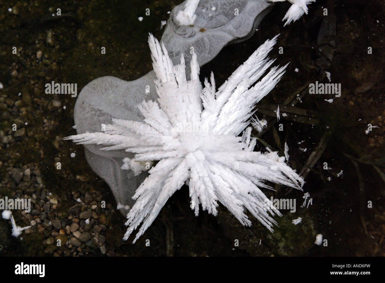 starry icicle on a frozen pond in winter landscape Isar Valley Bavaria Germany Europe Stock Photo