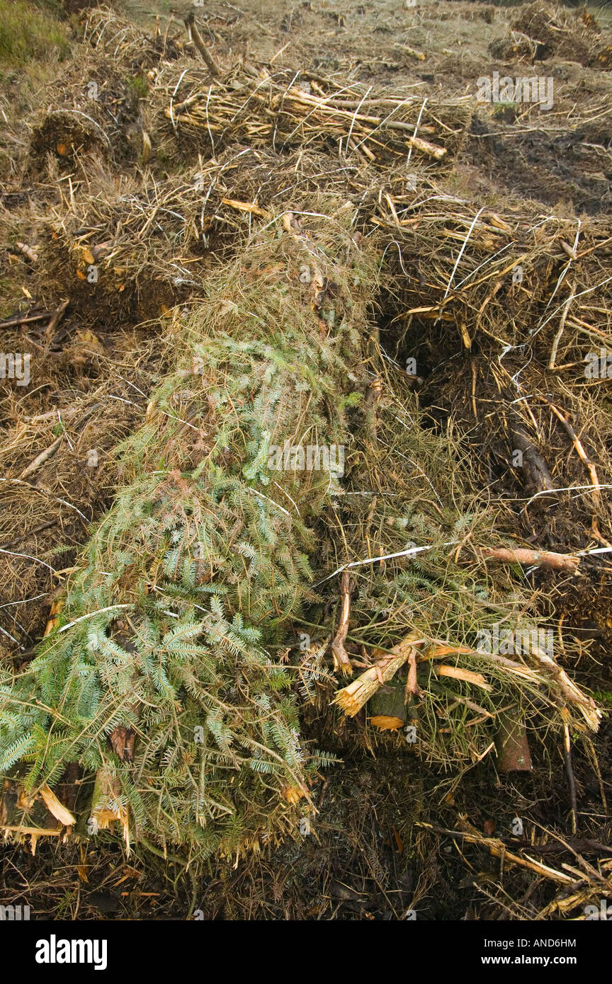 using brashwood as biofuel from forestry trees Stock Photo Alamy