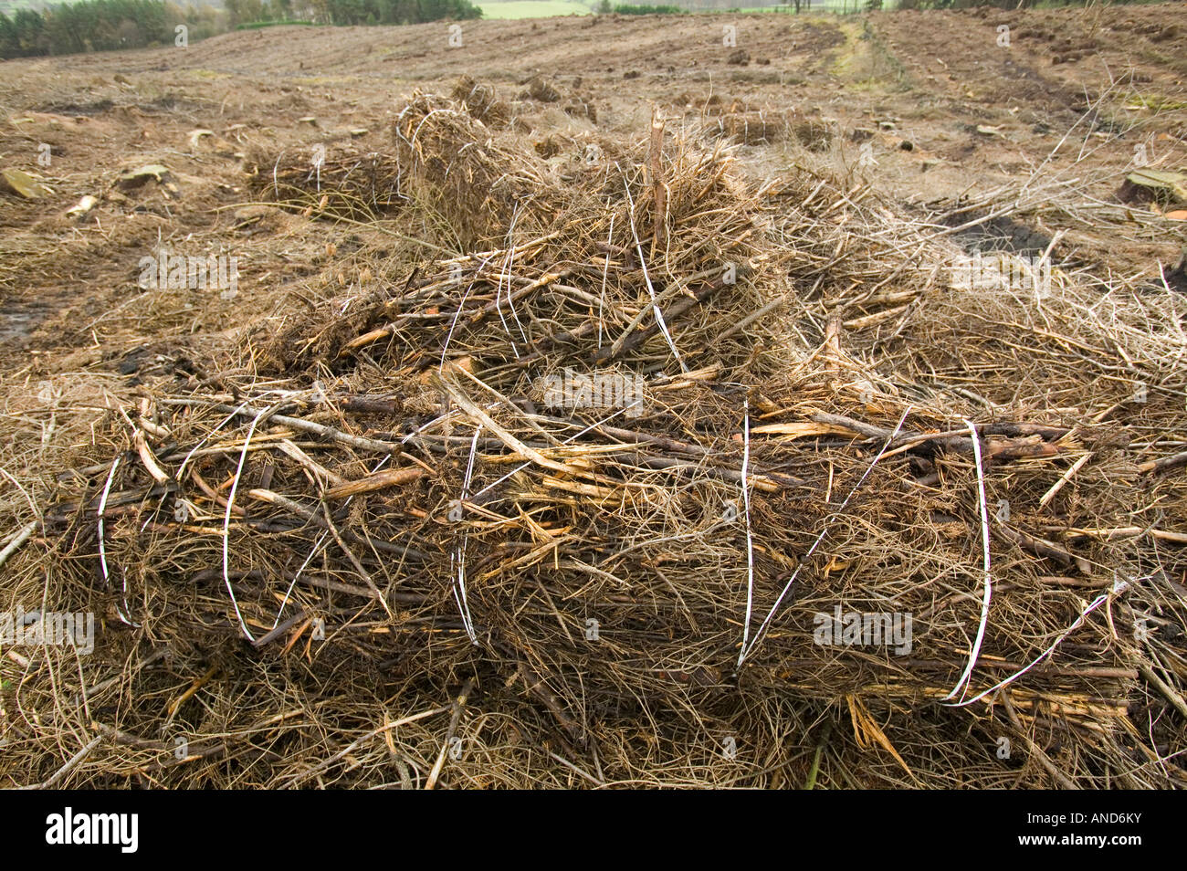 using brashwood as biofuel from forestry trees Stock Photo Alamy