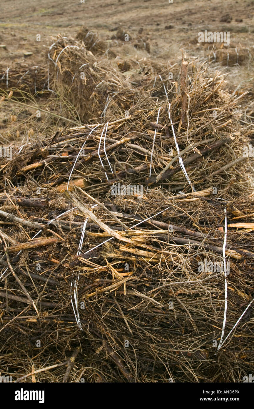 Brashwood hi-res stock photography and images - Alamy