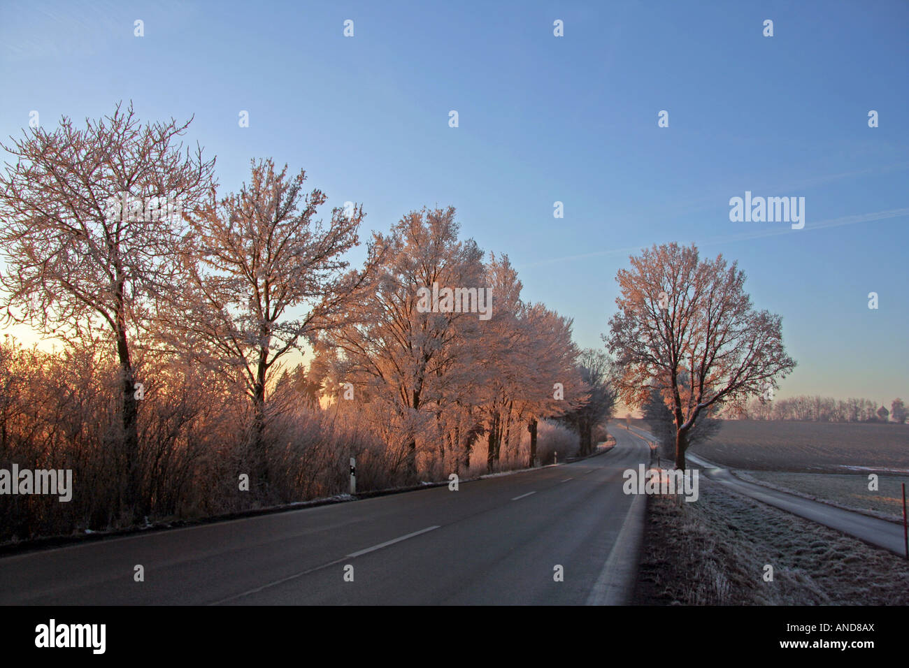 frosted trees lining country road on an early winter morning Bavaria Germany Europe Stock Photo