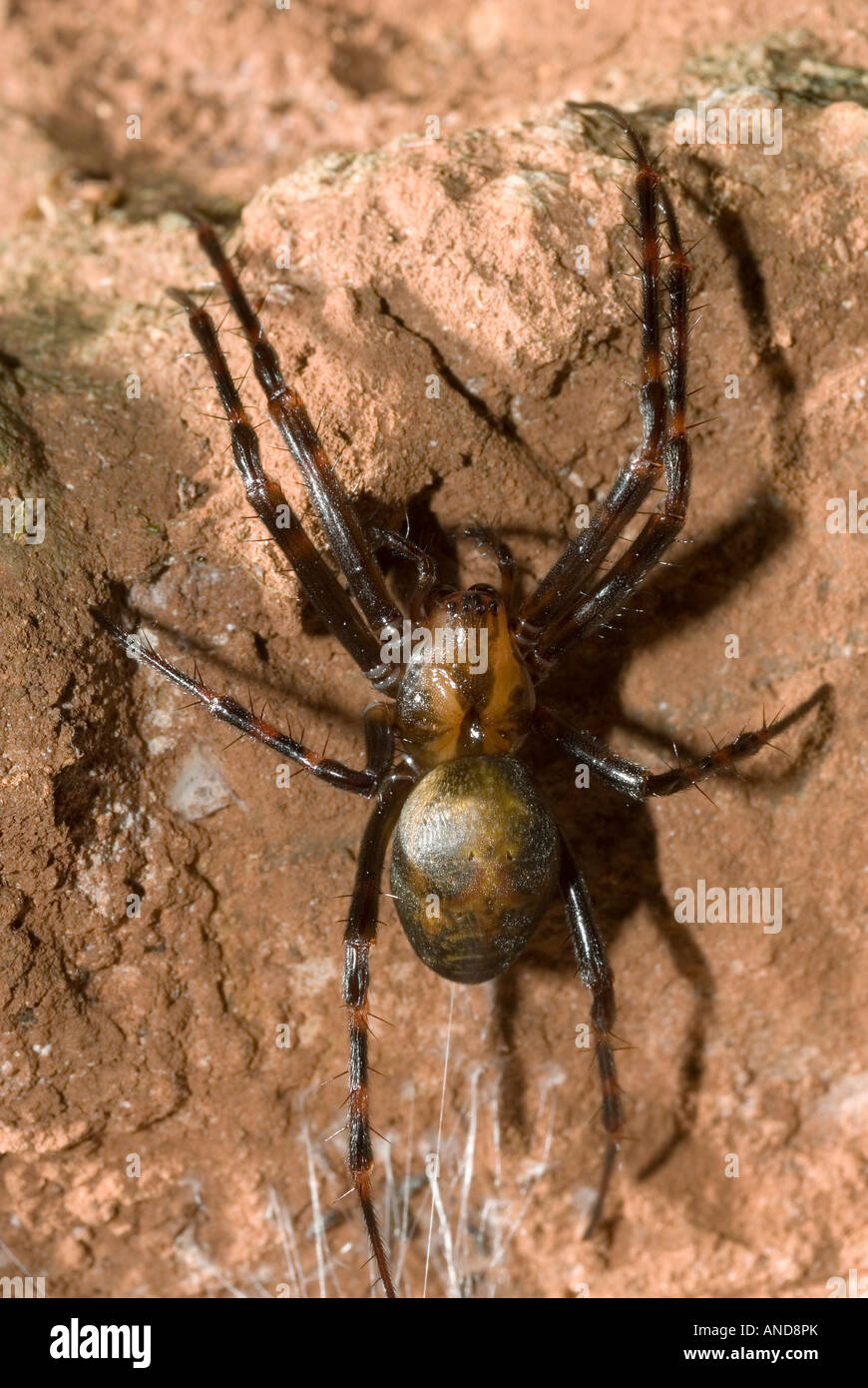 Cave Spider (Meta menardi) Stock Photo