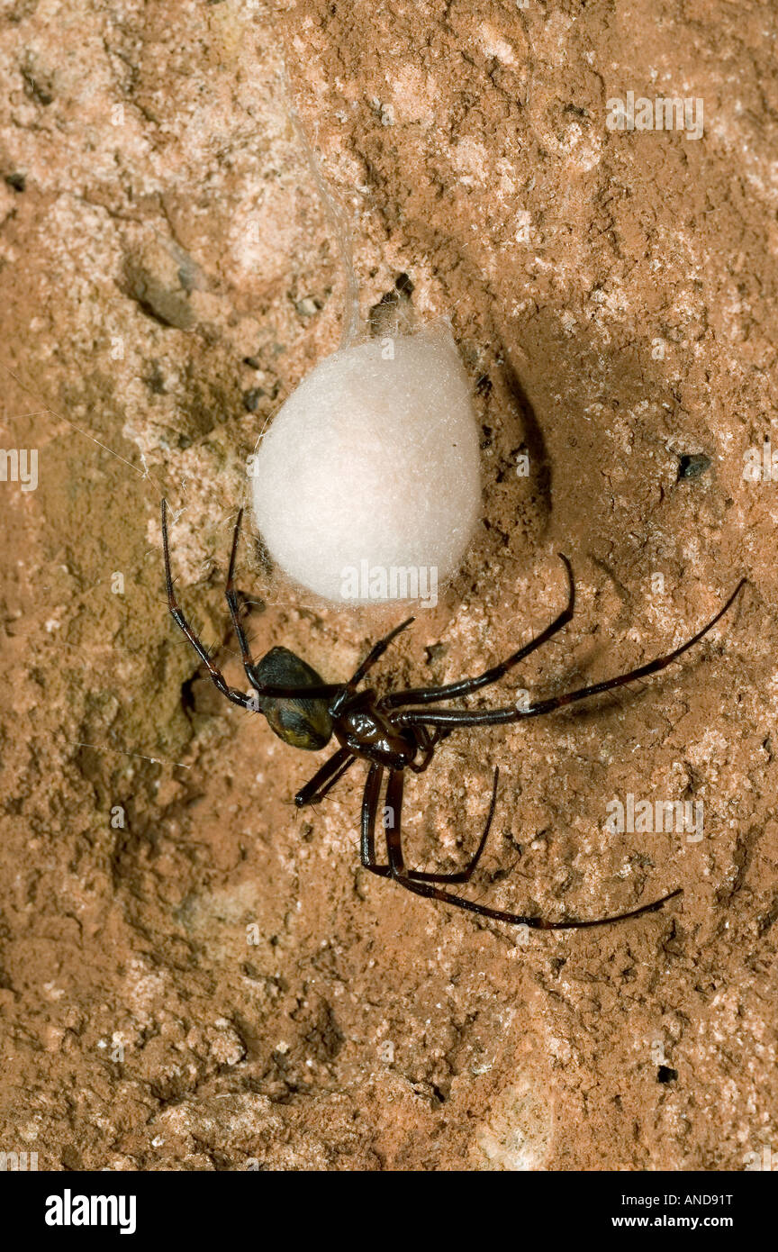 Cave Spider (Meta menardi) guarding egg sack Stock Photo