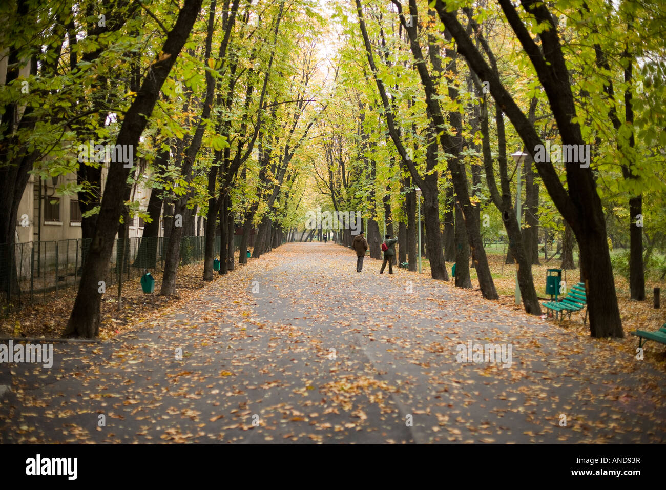 alley with trees during autumn time Stock Photo - Alamy