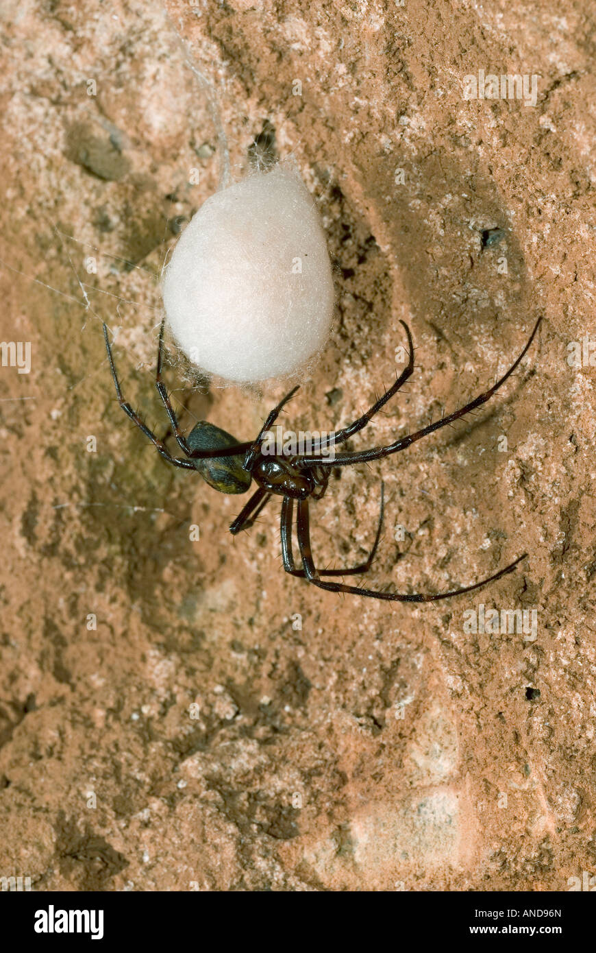 Cave Spider (Meta menardi) guarding egg sack Stock Photo