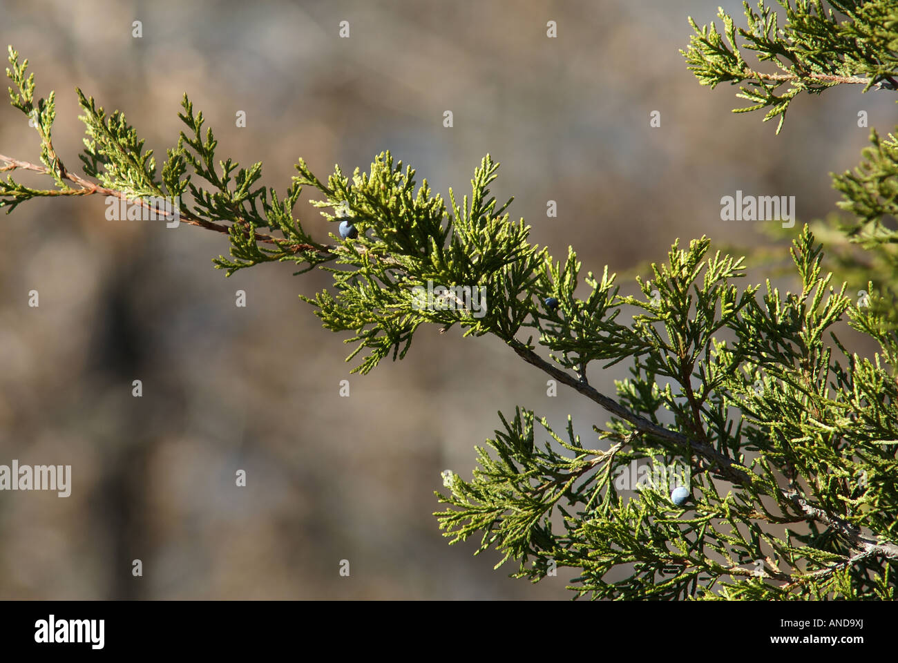 mountain cedar branch Stock Photo