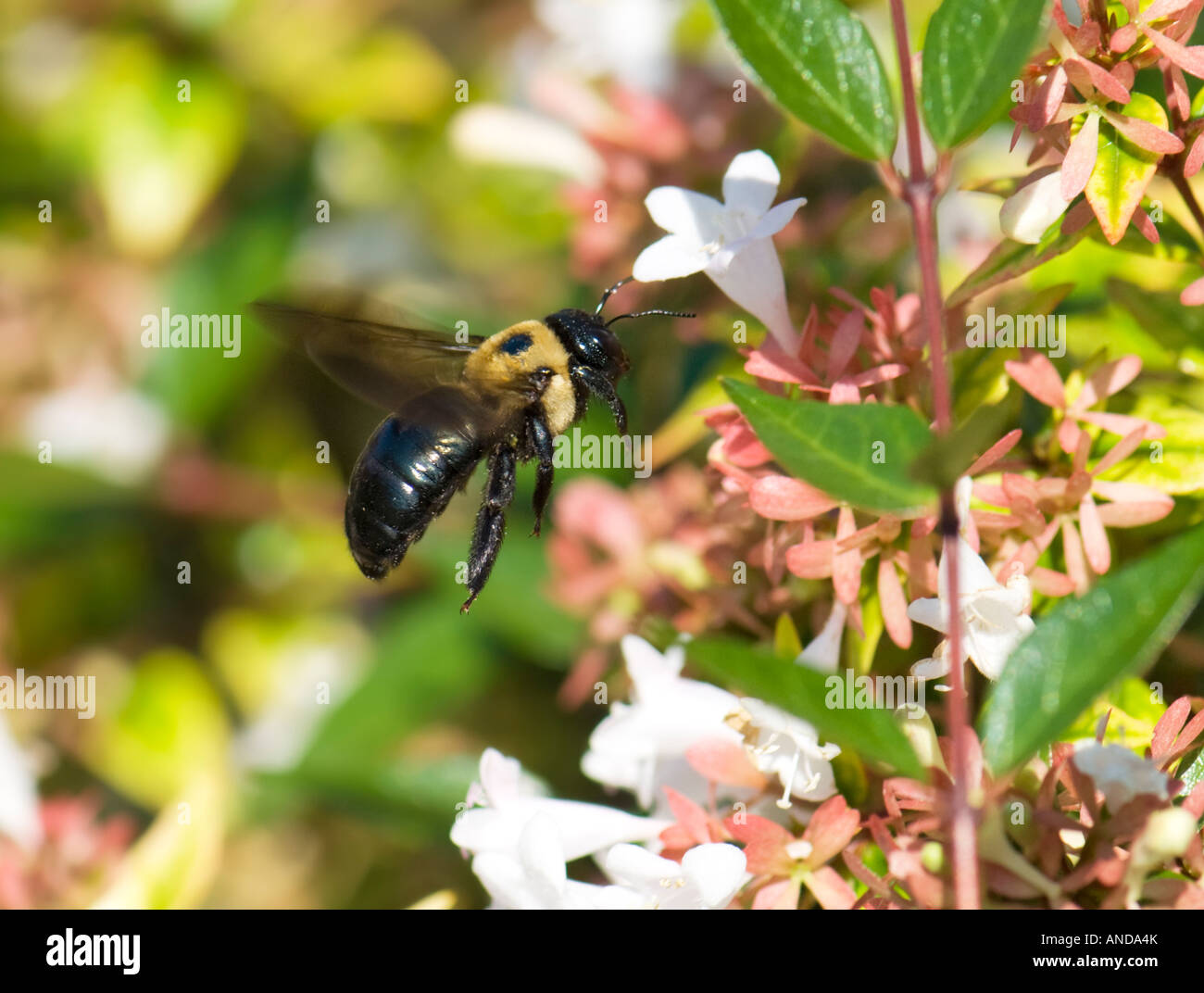 Half-black bumblebee, Bombus vagans, feeding on Abelia x grandiflora, glossy Abelia. Oklahoma, USA Stock Photo