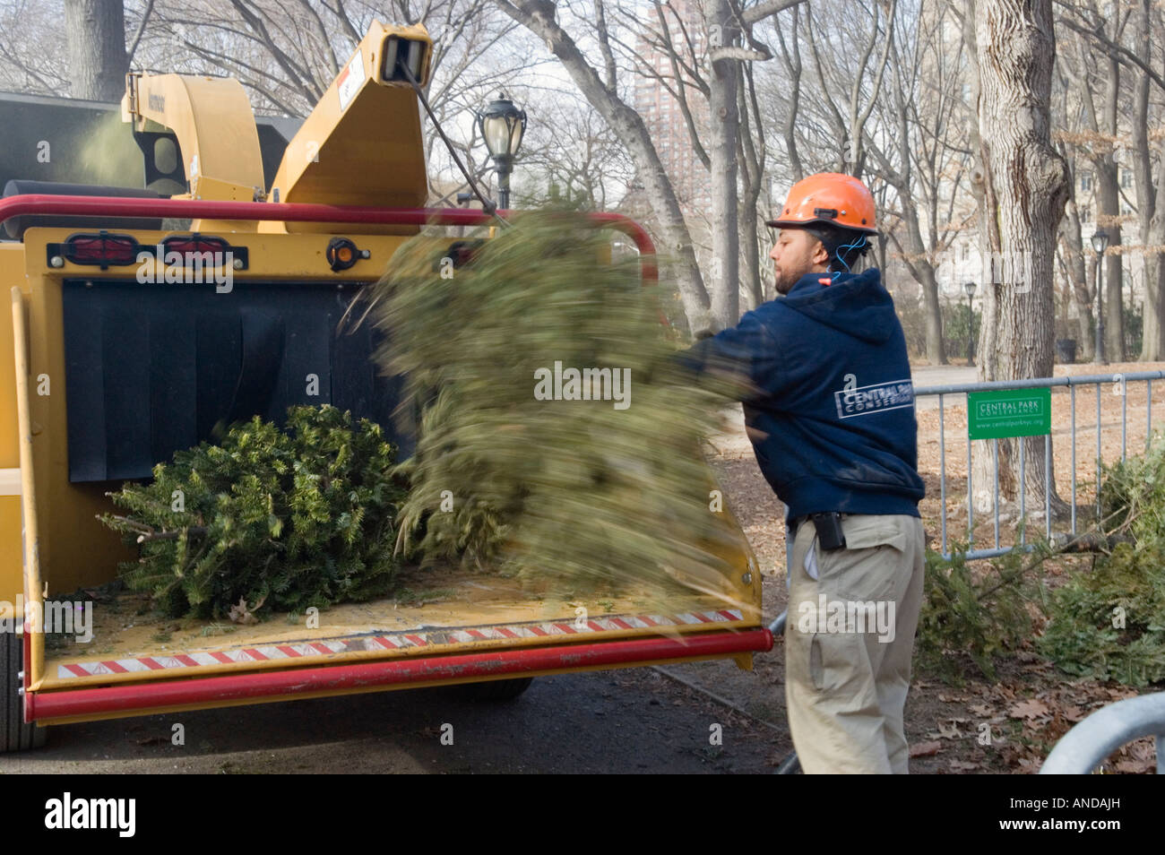 Recycling Christmas Trees in Central Park in Manhattan Stock Photo