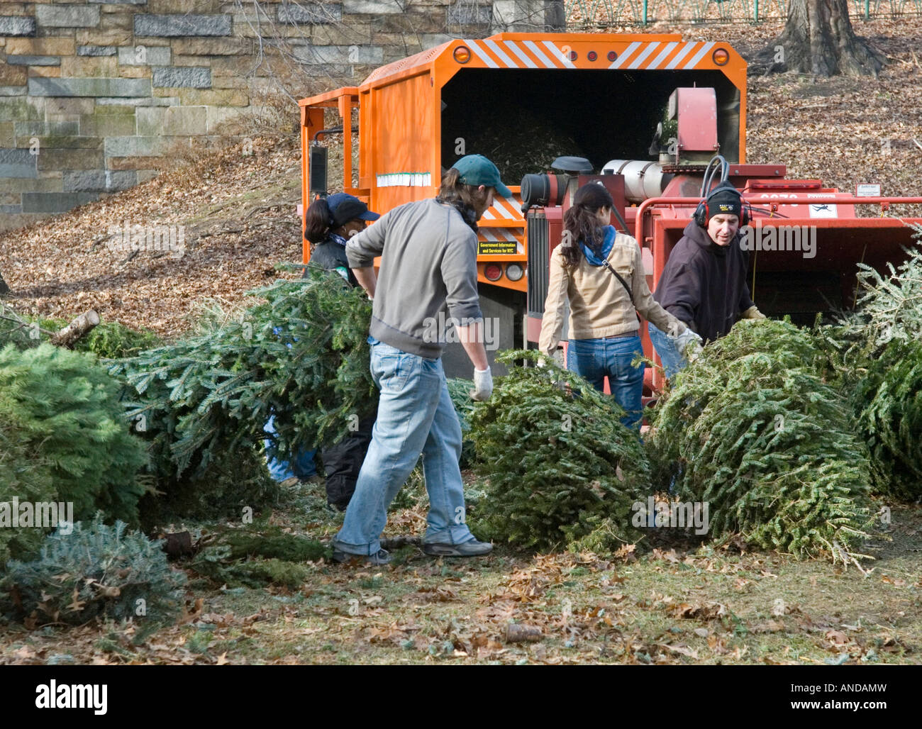 Recycling Christmas Trees in Riverside Park in Manhattan Stock Photo