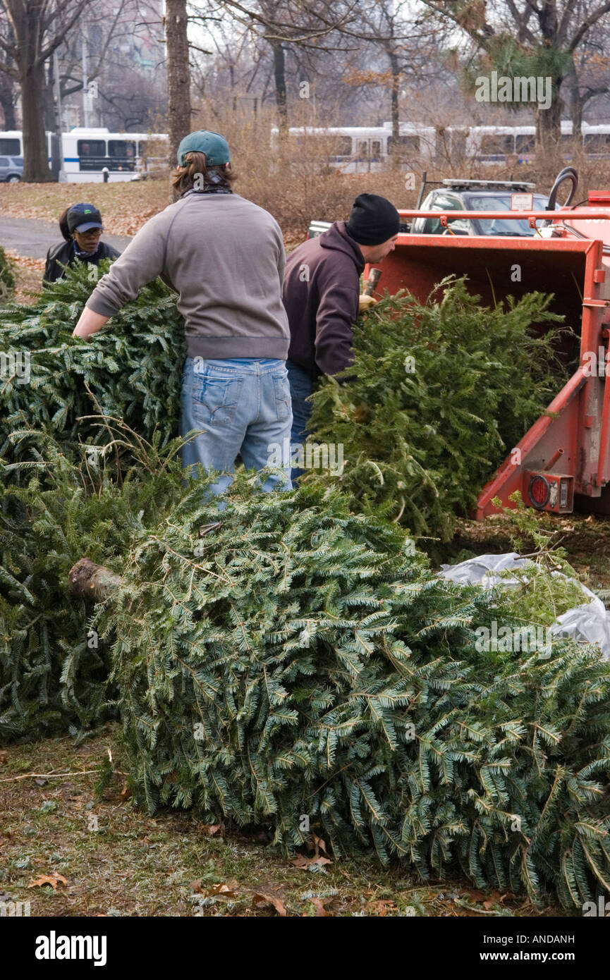 Recycling Christmas Trees in Riverside Park in Manhattan Stock Photo