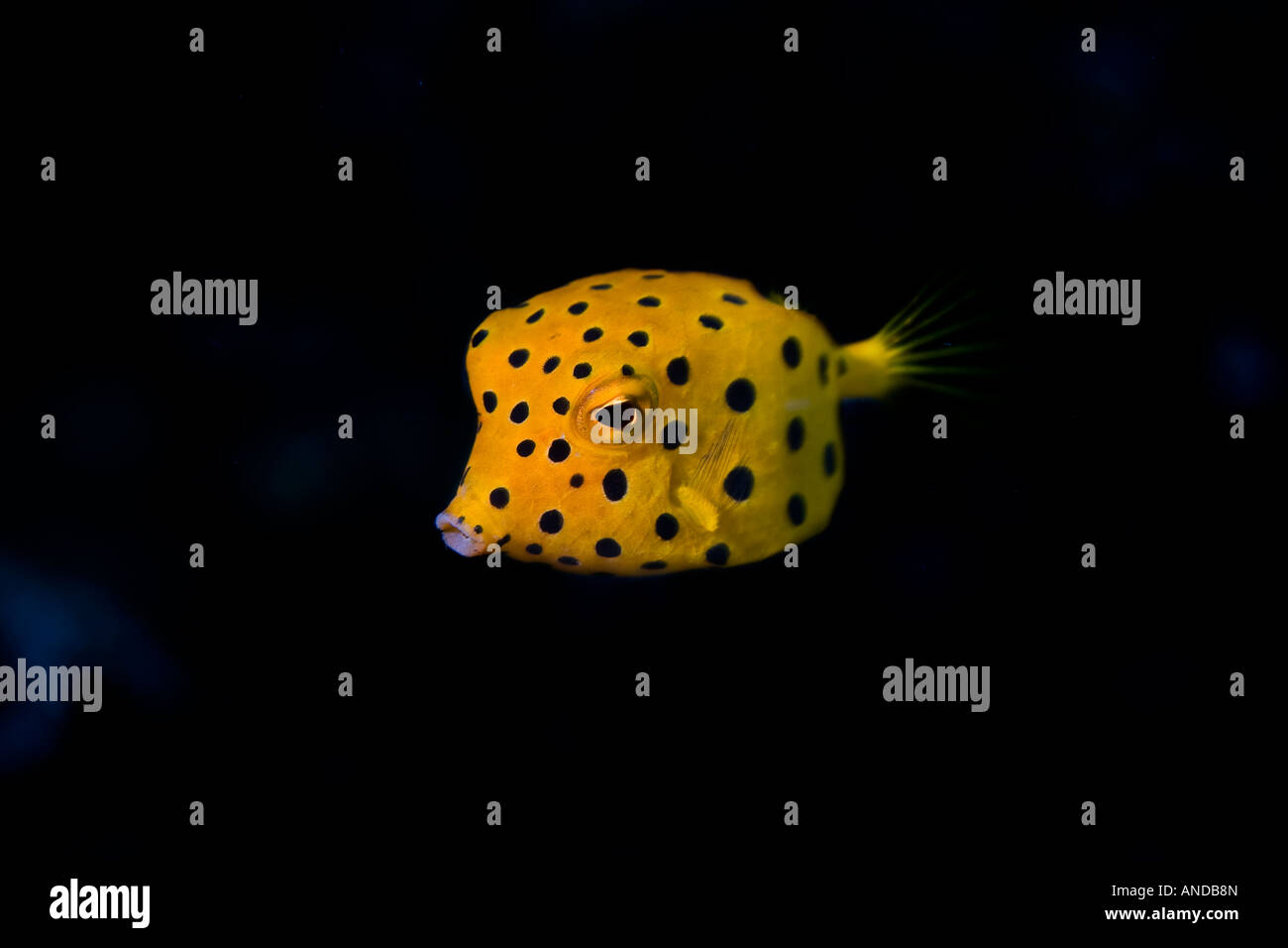 A juvenile Yellow boxfish, Ostracion cubicus, swims in Lembeh Strait, Indonesia. Stock Photo
