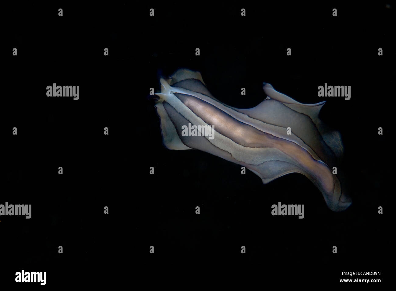 A flatworm (Pseudoceros sp.) swims in the dark waters of Lembeh Strait, North Sulawesi, Indonesia. Stock Photo