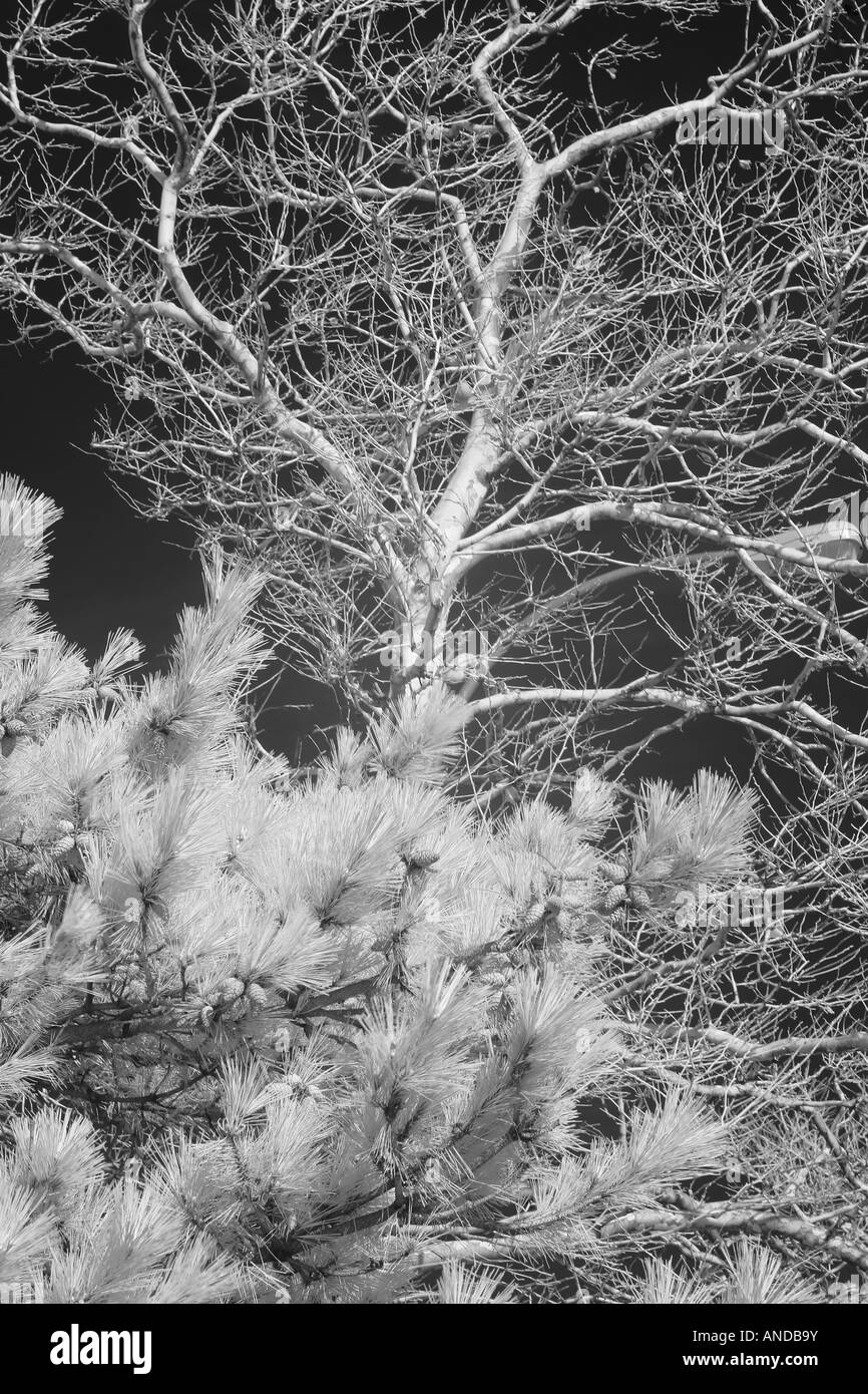 Growing trees. Surreal view captured in Brooklyn, 2007 Stock Photo Alamy
