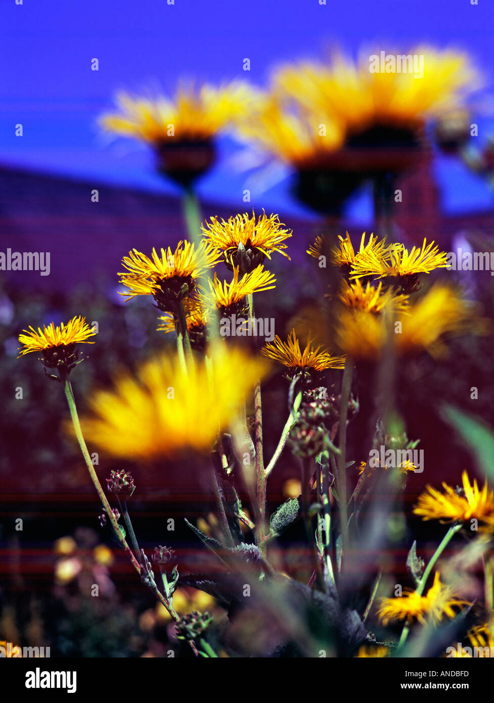 Yellow Inula sp flowers in bloom Stock Photo