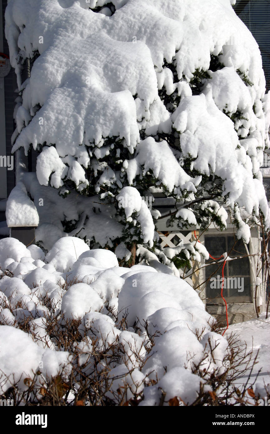 Snow covered bush hi-res stock photography and images - Alamy