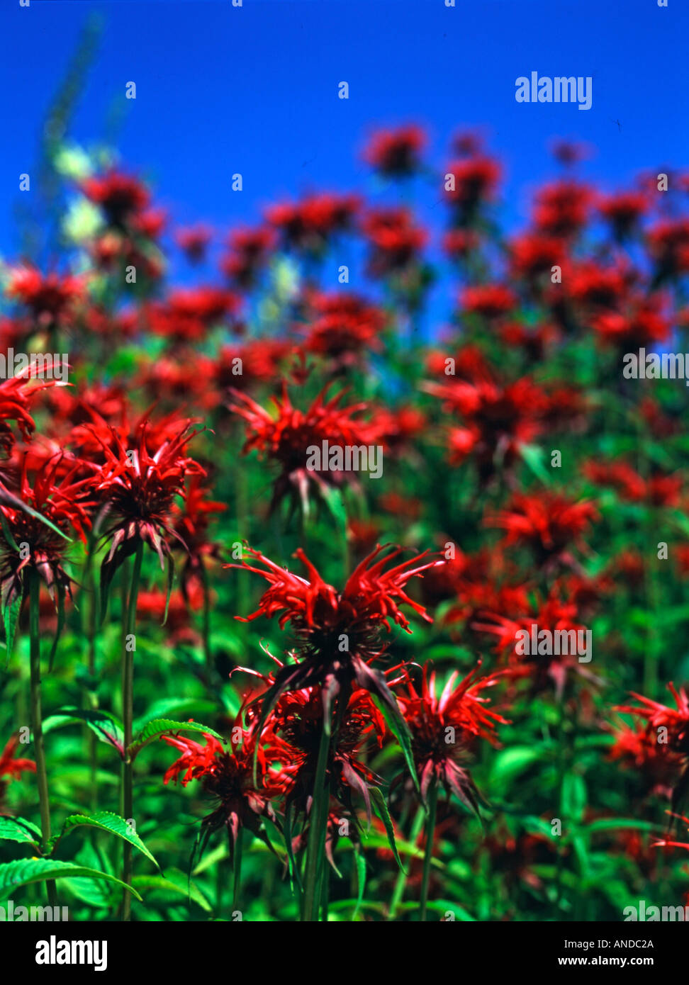 Red Monarda Squaw flowers in bloom Stock Photo