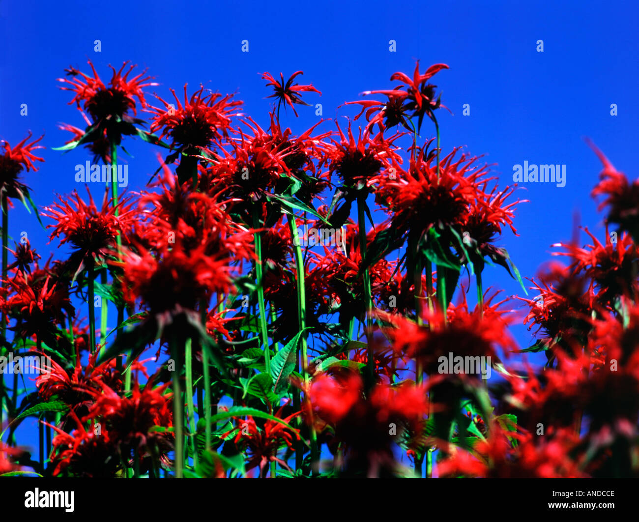 Monarda Squaw Stock Photo