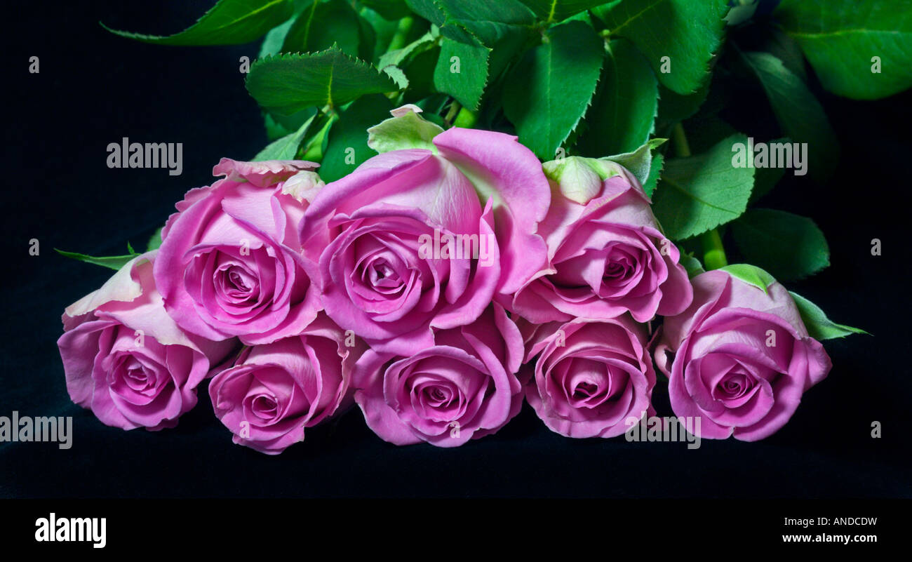 Pink Roses Femininity Feminine pink roses Cut Out Stock Images & Pictures - Alamy