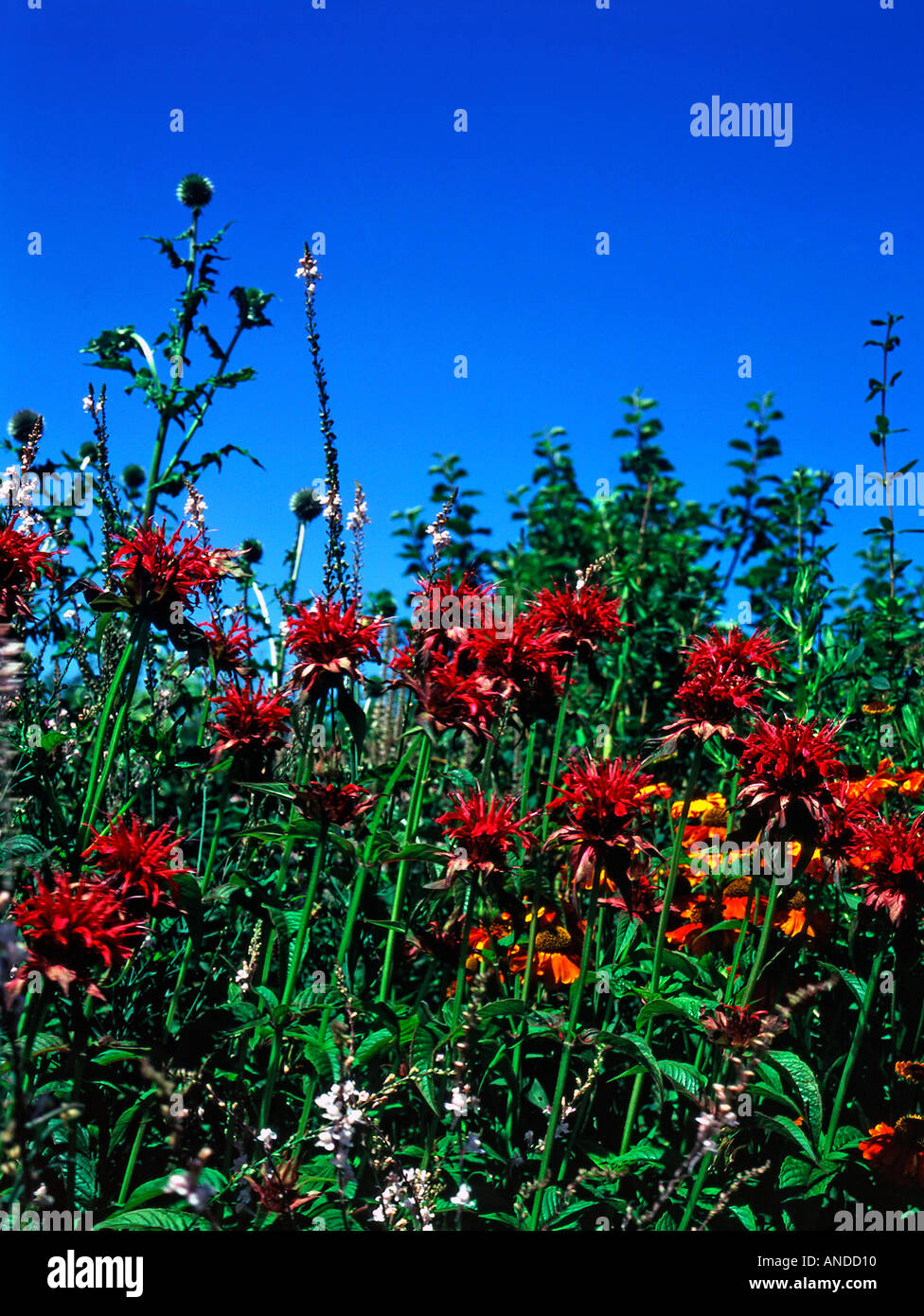 Red Monarda Squaw flowers Stock Photo