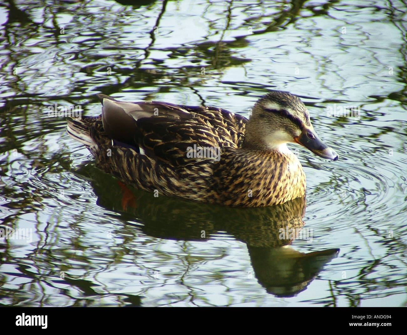 Female mallard duck Stock Photo