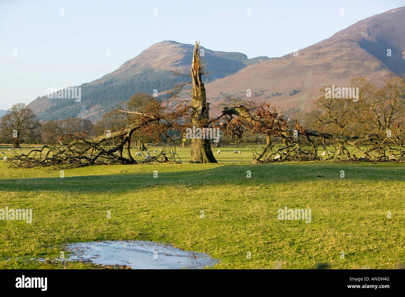 A tree collapsing near Keswick Lake district National Park UK Stock ...