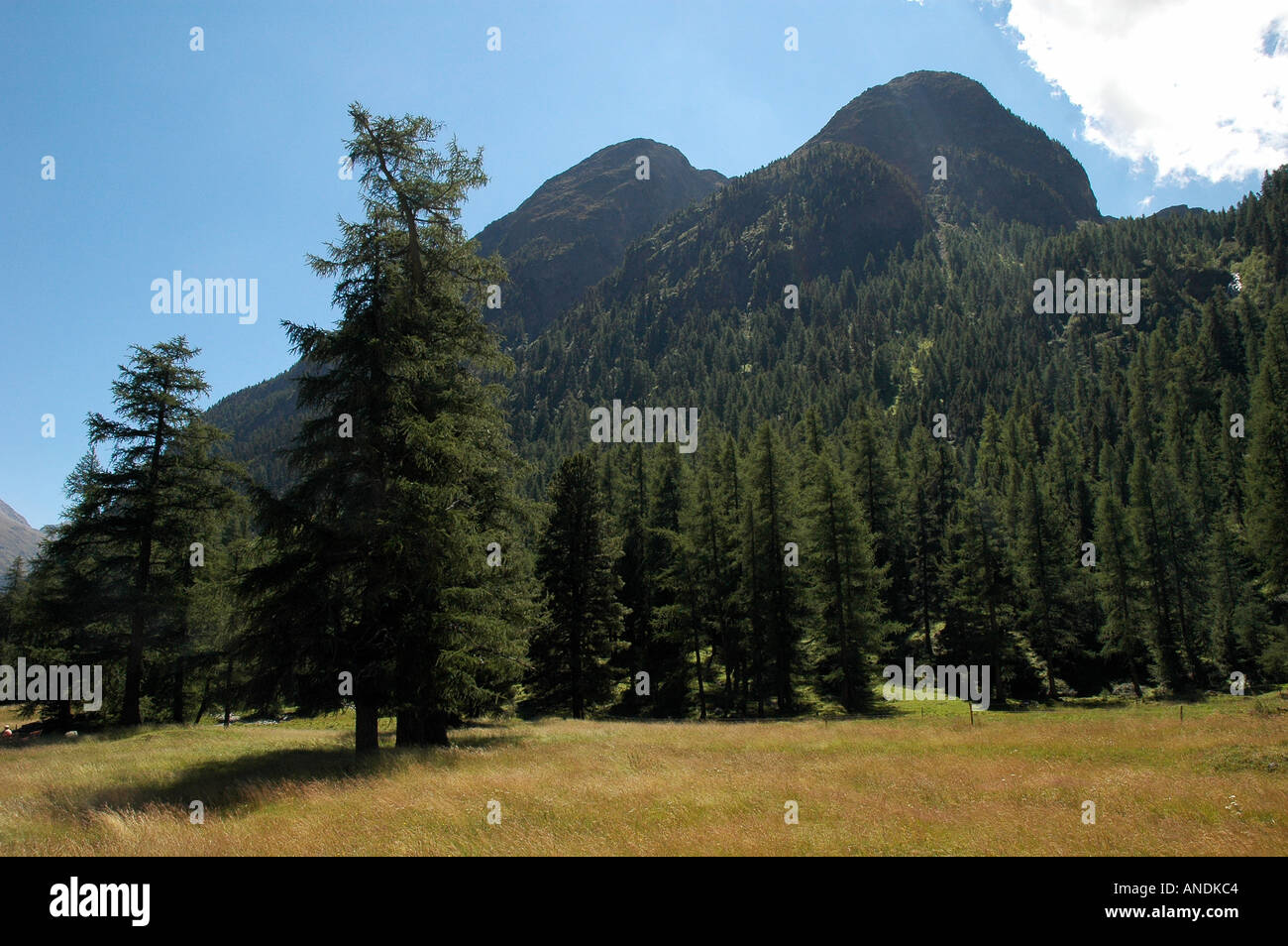 Lerk tree forest in Engadin in the Bever valley Stock Photo