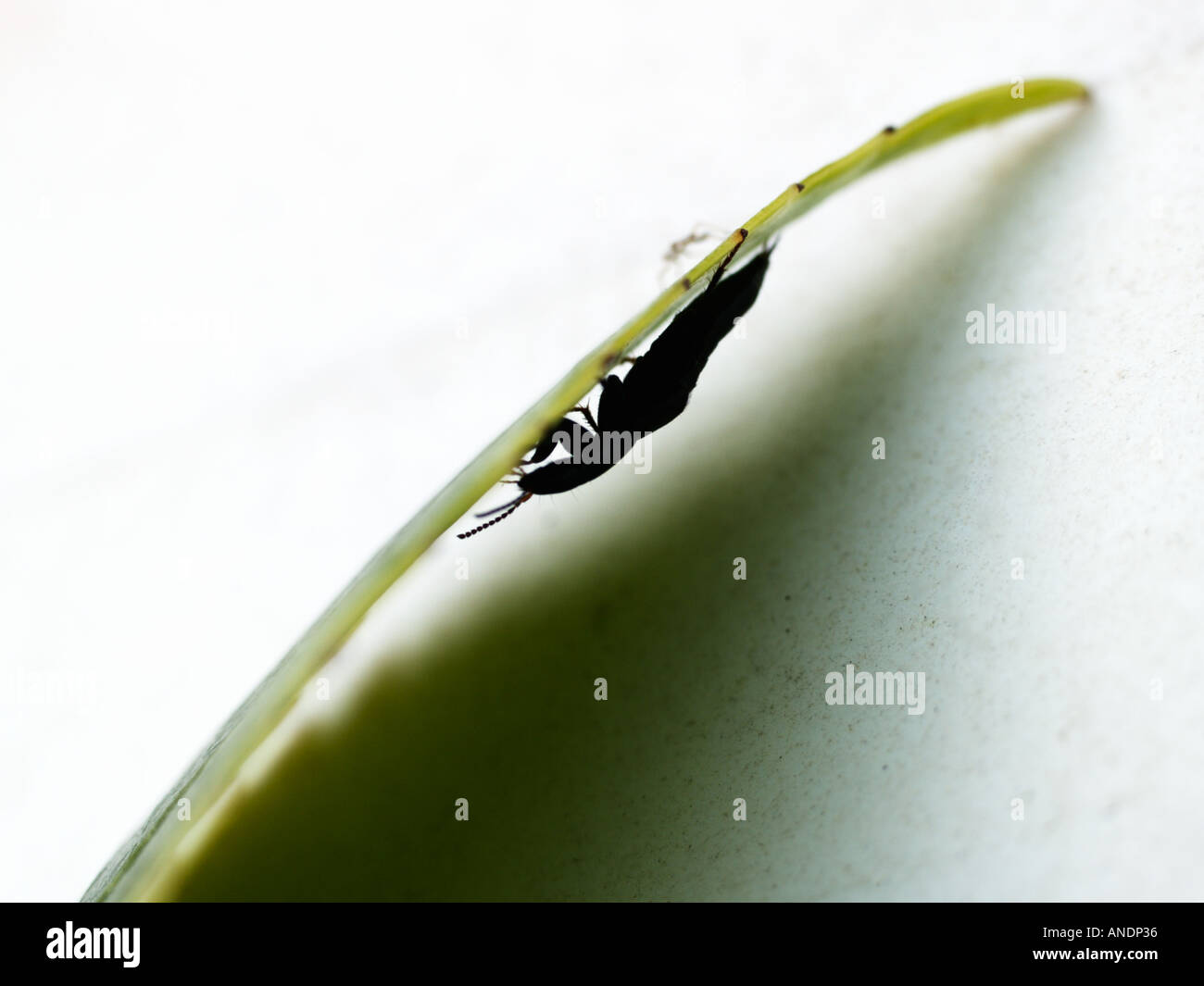 Two insects on a leaf, one much larger than the other Stock Photo - Alamy
