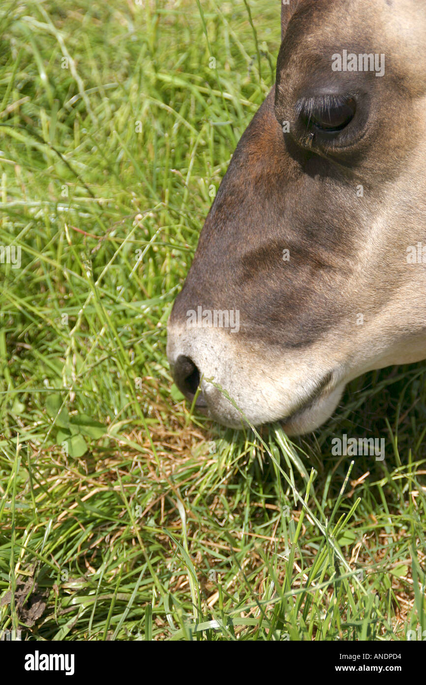 Close up of a Jersey cow eating grass Stock Photo Alamy