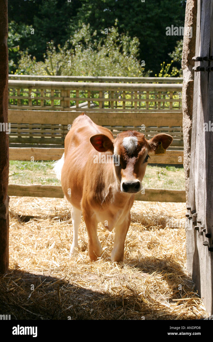Jersey cows horns hires stock photography and images Alamy