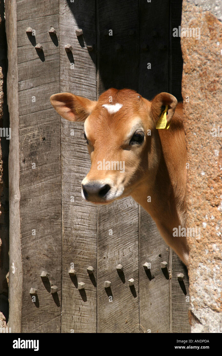 Jersey cows horns hires stock photography and images Alamy