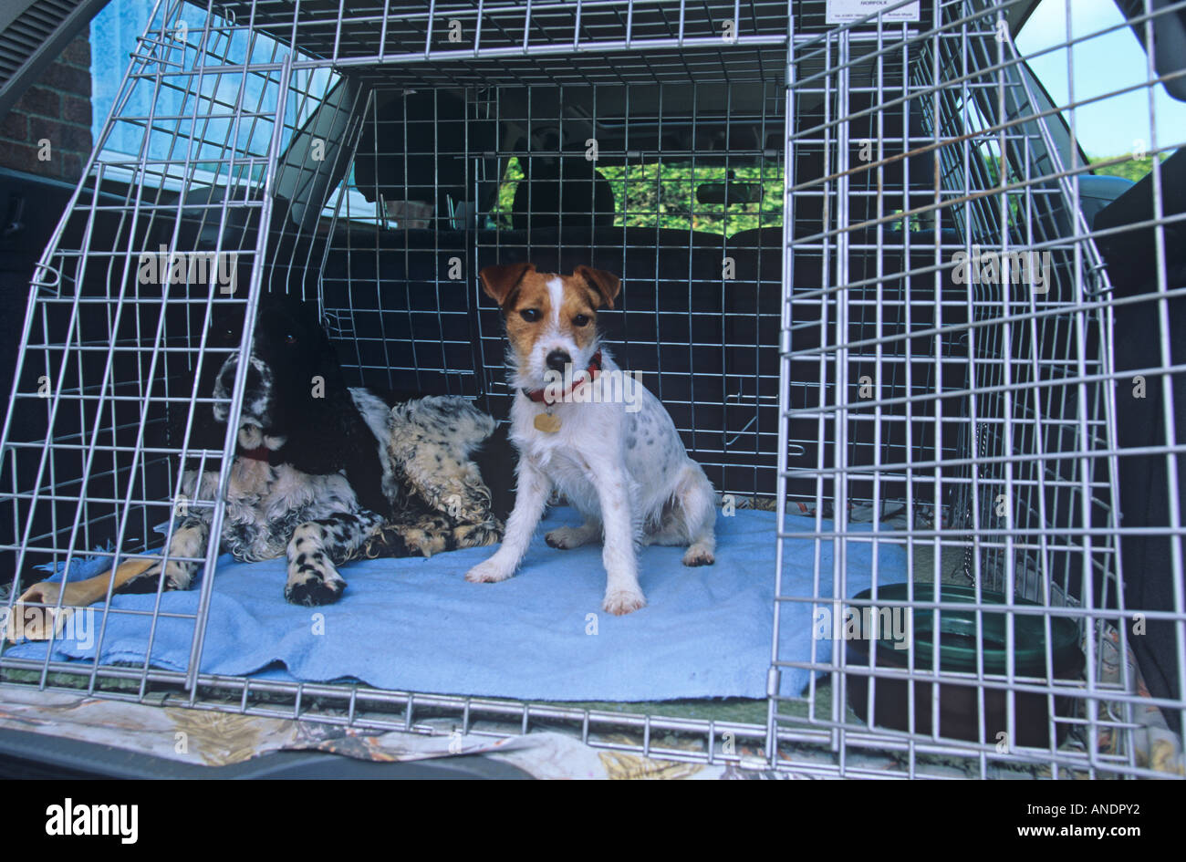 Hearing dogs hires stock photography and images Alamy