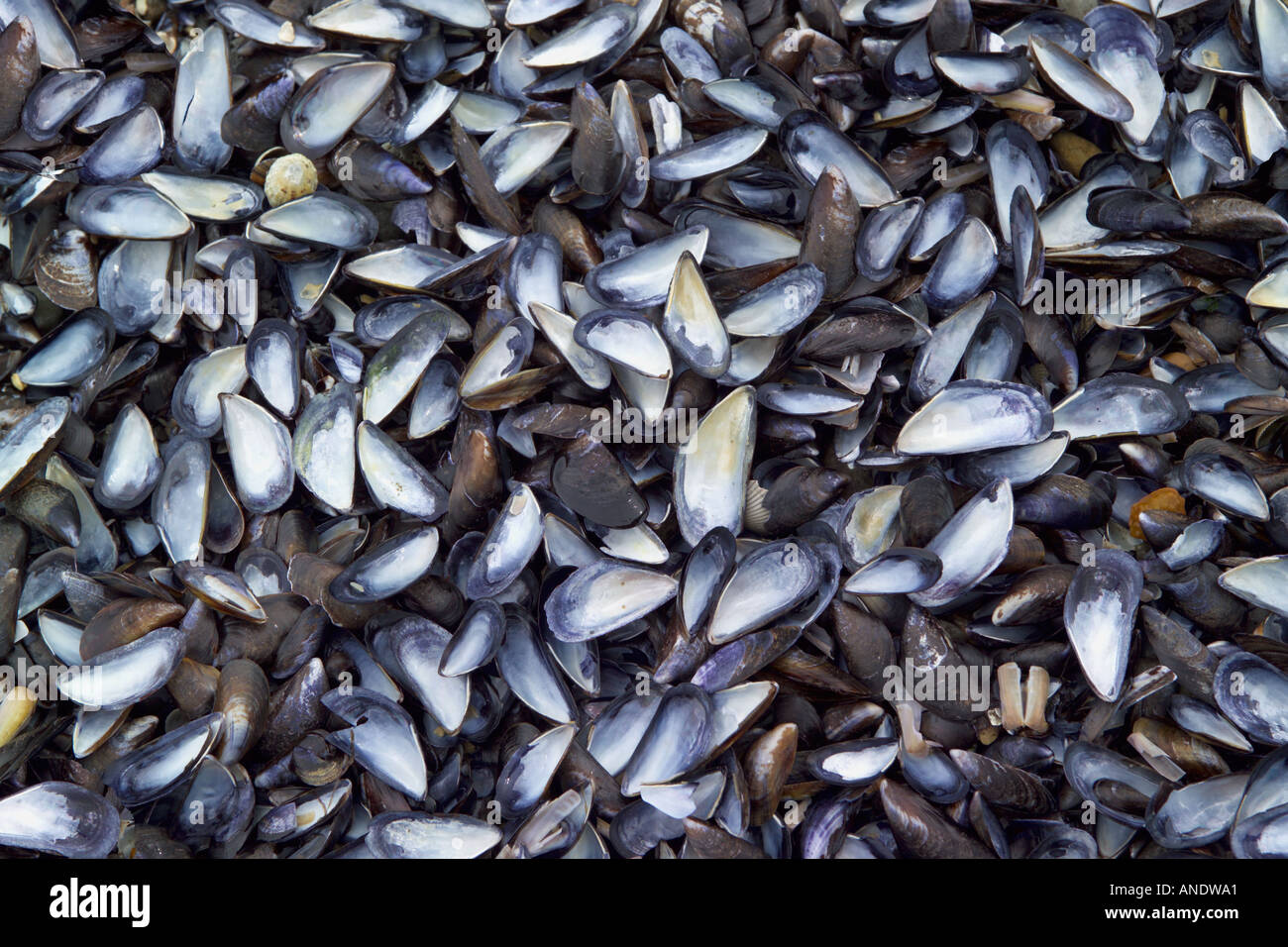 Mussel shells Mystilus edulis washed up on beach Beach Stock Photo Alamy