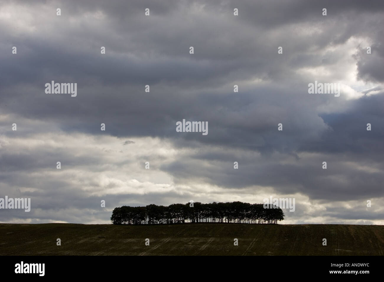 Group of trees below stormy sky Cotswolds Oxfordshire United Kingdom Stock Photo