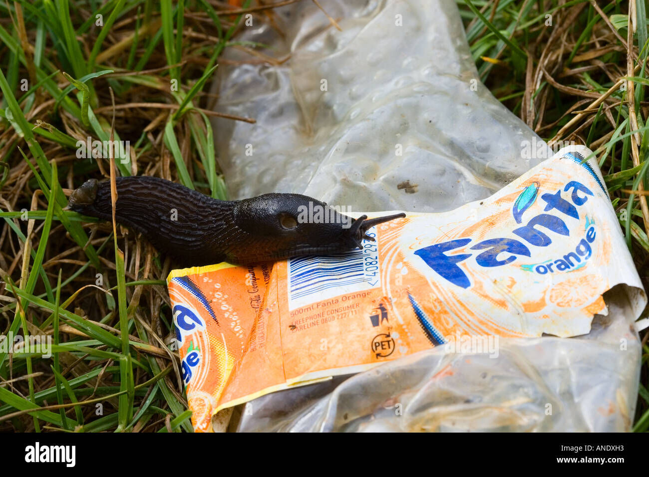 Slug on piece of litter Oxfordshire United Kingdom Stock Photo