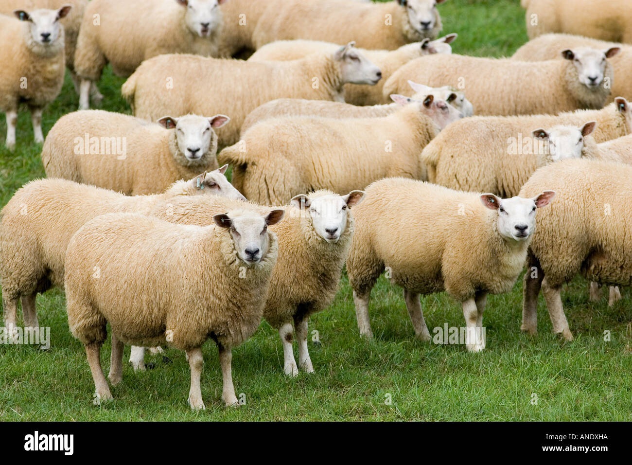 Flock of sheep grazing in a field Oxfordshire England Stock Photo