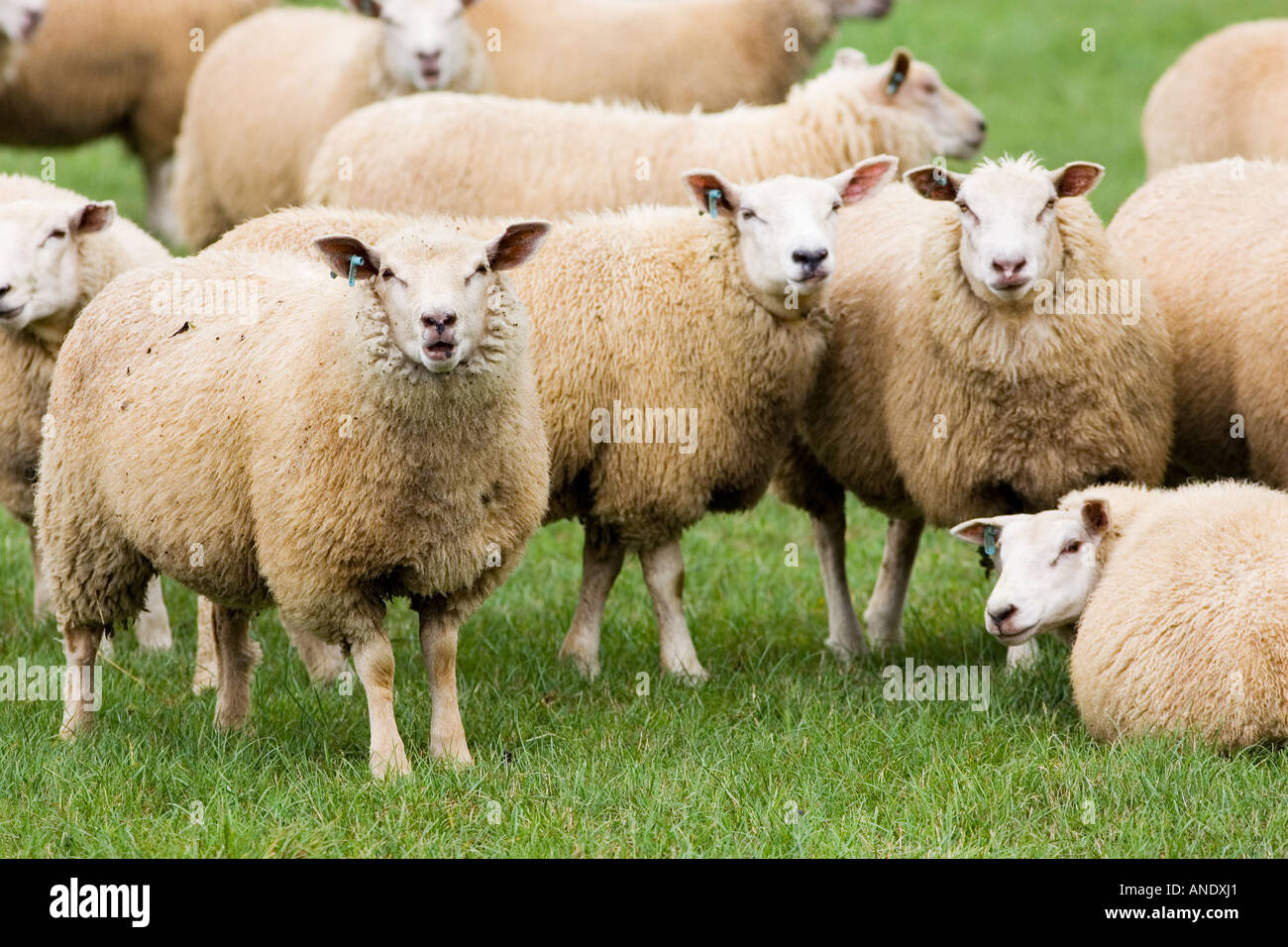 Flock of sheep in a field The Cotswolds England Stock Photo