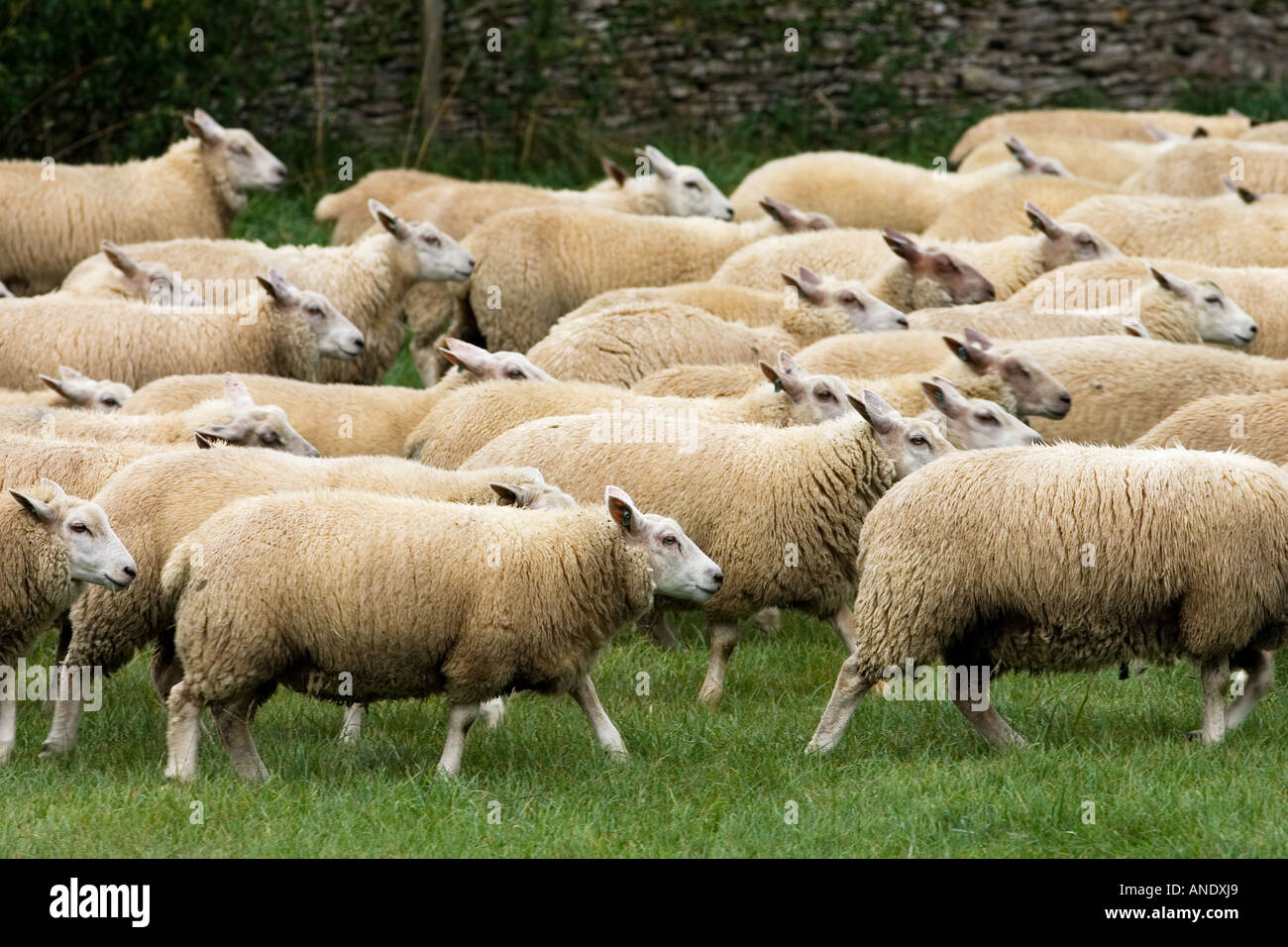 Follow Like Sheep High Resolution Stock Photography And Images Alamy